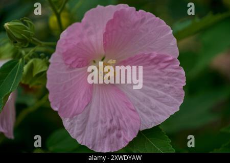 Üppige bunte Hibiskusblüte aus nächster Nähe Stockfoto