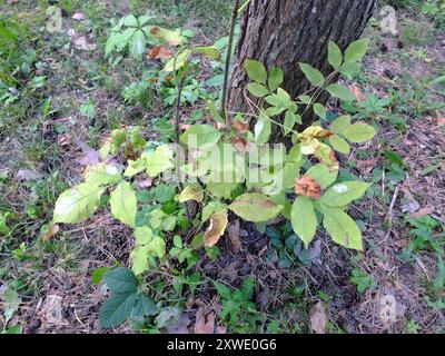 Grünasche (Fraxinus pennsylvanica) Plantae Stockfoto