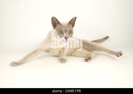 Alarmieren Sie den jungen Lilac Burmese, der auf weißem Hintergrund spielt Stockfoto