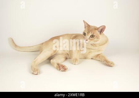 Alert Young Red Burmese, die auf weißem Hintergrund liegen Stockfoto