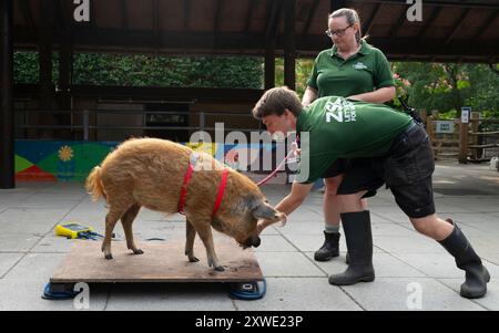 ZSL London Zoo, Regent's Park, London, Großbritannien. August 2024. Das jährliche Wiegen bietet den Tierpflegern im Naturschutzzoo die Möglichkeit, sicherzustellen, dass die von ihnen aufgezeichneten Informationen aktuell und genau sind, wobei jede Messung dem Zoologischen Informationsmanagementsystem (ZIMS) hinzugefügt wird. eine Datenbank, die mit Zoos auf der ganzen Welt geteilt wird, die Tierpflegern hilft, wichtige Informationen über Tausende bedrohter Arten zu vergleichen. Bild: Das Mangalitsa-Schwein auf der Waage. Quelle: Malcolm Park/Alamy Live News Stockfoto