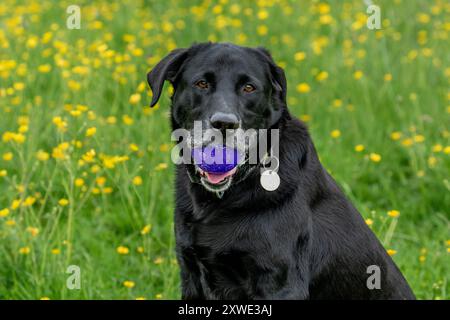 Ein schwarzer labrador-Retriever, der eine lila Plastikkugel im Mund hält. Stockfoto