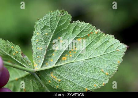 Orangefarbene Sporen von Violett Bramble Rost (Phragmidium violaceum) auf der Unterseite eines brombeerblattes. Stockfoto