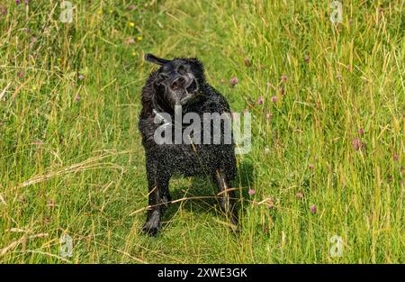 Ein schwarzer labrador-Retriever schüttelt Wasser vom Fell, nachdem er schwimmen gegangen ist. Dies wird als „Wet Dog Shake“ bezeichnet. Stockfoto