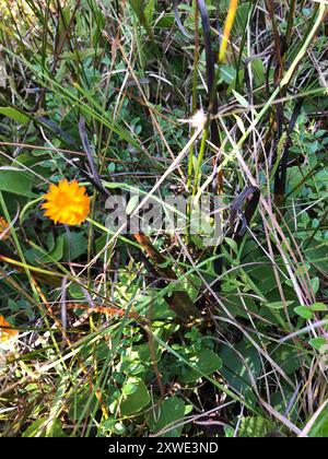 Orangenmilchkraut (Polygala lutea) Plantae Stockfoto