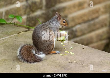 Ein graues Eichhörnchen UK (Sciurus carolinensis) isst einen Apfel, den es von einem Baum in der Nähe genommen hat. Graue Eichhörnchen gelten als Gartenschädlinge. Stockfoto