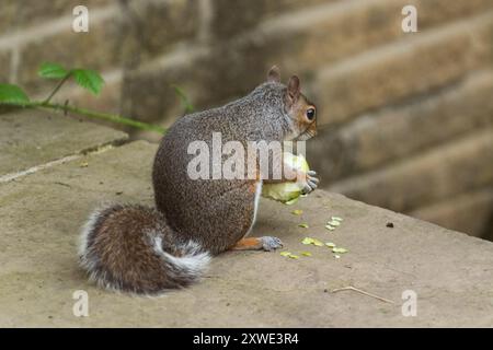 Ein graues Eichhörnchen UK (Sciurus carolinensis) isst einen Apfel, den es von einem Baum in der Nähe genommen hat. Graue Eichhörnchen gelten als Gartenschädlinge. Stockfoto