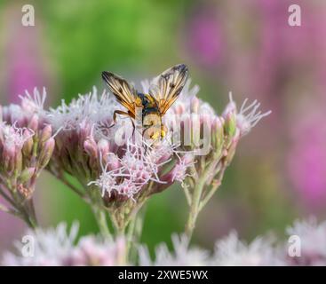 Bunte Tachinidenfliege, Ectophasia crassipennis eine parasitäre Fliege, männlich, die sich von Blütennektar Eupatorium cannabinum, Hanf-Agrimonie, in einem Garten ernährt Stockfoto