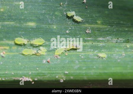 Rosenkornbläuse Metopolophium dirhodum angegriffen von einer Raubfliegenlarve Aphidoletes aphidimyza auf Maisblatt. Stockfoto