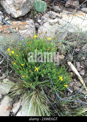 Damianita (Chrysactinia mexicana) Plantae Stockfoto