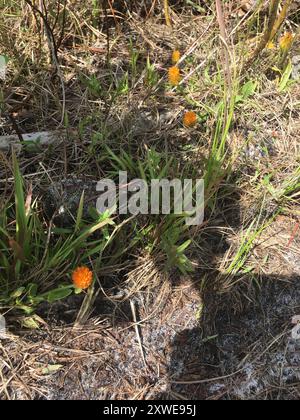 Orangenmilchkraut (Polygala lutea) Plantae Stockfoto