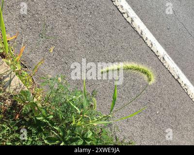 Riesenfuchsschwanz (Setaria faberi) Plantae Stockfoto