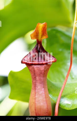 Nepenthes fleischfressende Pflanze im Botanischen Garten der Universität Warschau, Royal Łazienki Park, Warschau, Polen Stockfoto