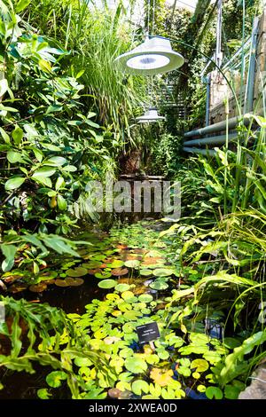 Innenraum des subtropischen Glashauses im Botanischen Garten der Universität Warschau, Royal Łazienki Park, Warschau, Polen Stockfoto