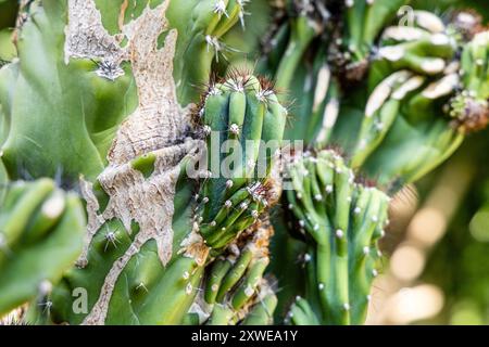 Cereus peruvianus (peruanischer Apfelkaktus) im Botanischen Garten der Universität Warschau, Königlicher Łazienki-Park, Warschau, Polen Stockfoto