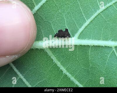 Kielbarer Baumopper (Entylia carinata) Insecta Stockfoto