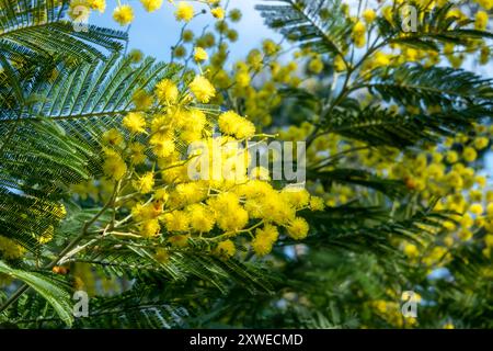 Mimosa gelbe Blume in der Provence. Stockfoto