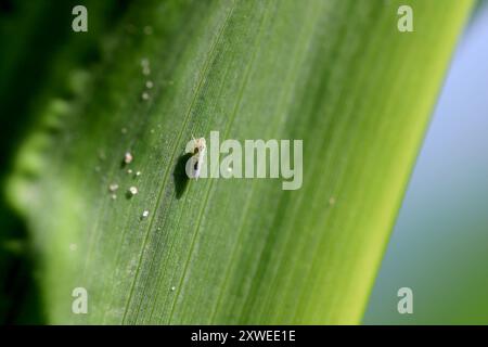 Ein kleines Insekt, Blattrichter auf einem Maisblatt. Zyginidia scutellaris-Arten. Stockfoto