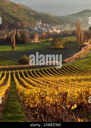 Weinberge und das Dorf Valserres im Herbst. Weingut und Weinreben in den Hautes-Alpes, Avance Valley, Frankreich Stockfoto