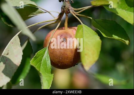 Garten Aepfel Apfelwickler Apfel mit dem Frassloch eines Apfelwicklers Cydia pomonella. Die Raupe des Schmetterling frisst sich bis zum Kerngehaeuse und der Apfel verfault noch vor der Ernte im Baum. 17.8.2024 *** Gartenapfel Kabeljauschmotte Apfel mit dem Futterloch eines Kabeljauchmottes Cydia pomonella die raupe des Schmetterlings frisst sich bis zum Kern und der Apfel verrottet im Baum vor der Ernte 17 8 2024 Stockfoto