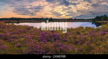 Ein 2:1-Panoramabild eines Sonnenaufgangs im August mit der Heidekraut in voller Blüte im Naturschutzgebiet Terhorsterzand, einem Naturschutzgebiet bei Beilen und Spier in Stockfoto
