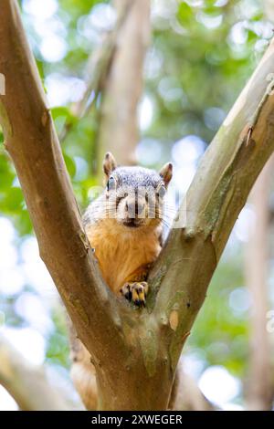 Freundliches, neugieriges Eichhörnchen, das im Baum im Hermann Park, Houston, Texas, USA sitzt Stockfoto