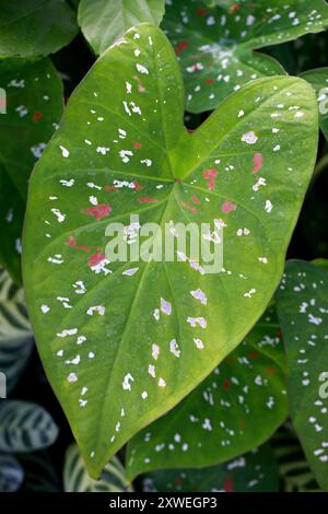 Herz Jesu, Elefantenohr oder Fancy Leave Caladium, Caladium bicolor, Araceae. Tropisches Mittel- und Südamerika. Sie wird als Zimmerpflanze angebaut. Stockfoto