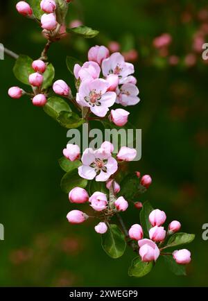 „Rotspitze Krabben“ Krabben, Malus, Rosaceae. Blüten. Stockfoto