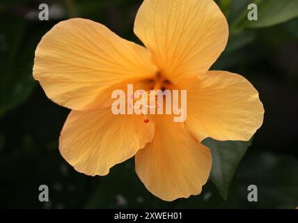 Chinesischer Hibiskus, chinesische Rose, hawaiianischer Hibiskus, Rosenmalve oder Schueblack Pflanze, Hibiskus, Hibiscus Rosa-sinensis, „Miss Kitty“, Malvaceae. Asien. Stockfoto