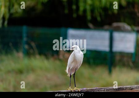 Kleiner Reiher in einem Hafen in der Bretagne, großer Watvogel mit weißem Gefieder, schwarzem Schnabel und schwarzen Beinen mit gelben Zehen, Eretta-Garzetta Stockfoto