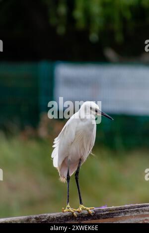 Kleiner Reiher in einem Hafen in der Bretagne, großer Watvogel mit weißem Gefieder, schwarzem Schnabel und schwarzen Beinen mit gelben Zehen, Eretta-Garzetta Stockfoto