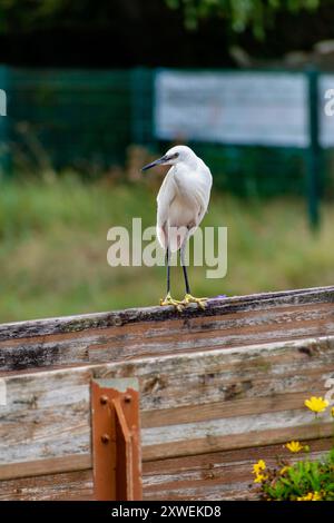 Kleiner Reiher in einem Hafen in der Bretagne, großer Watvogel mit weißem Gefieder, schwarzem Schnabel und schwarzen Beinen mit gelben Zehen, Eretta-Garzetta Stockfoto