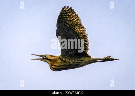 Bittern - Botaurus stellaris fliegt mit offenem Schnabel Stockfoto