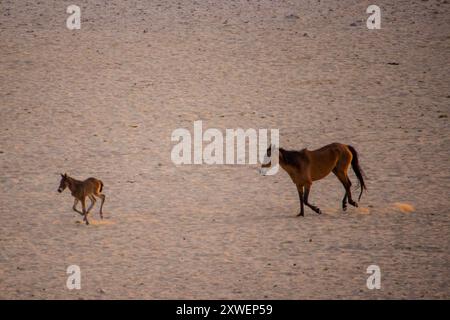 Eine Stute und ein Fohlen, das durch die kargen und trockenen Ebenen der Namib-Wüste bei aus, Namibia, läuft Stockfoto