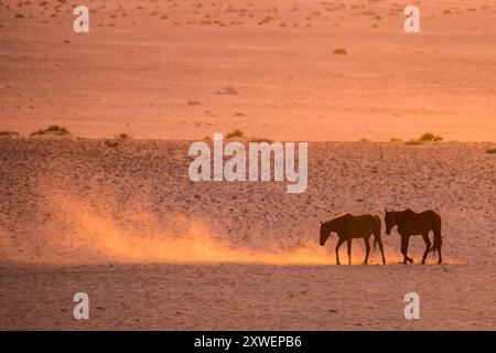 Zwei Wüstenpferde, die beim Trekking durch die kargen Ebenen bei aus in Namibia bei Dawn Staub aufwirbeln Stockfoto