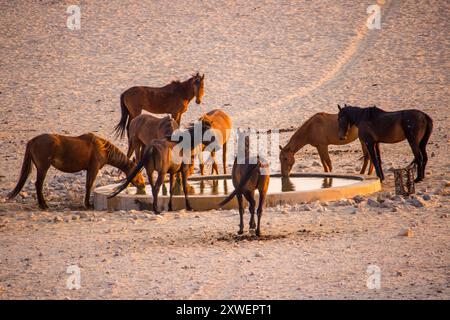 Eine Herde Wüstenpferde trinkt im Morgenlicht am Bohrloch von Garup in der Namib-Wüste bei aus Stockfoto