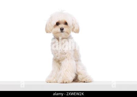 Ruhiges, pelziges Haustier, das vor weißem Studiohintergrund sitzt. Süßes reinrassiges Malteser. Lustiges kleines Maul. Stockfoto