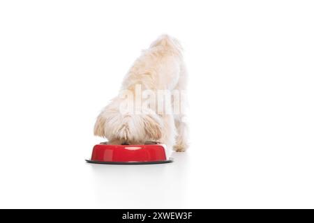 Süßes kleines Haustier. Reinrassiger maltesischer Hund, der von roter Beute vor weißem Studiohintergrund isst. Hundefutter und ausgewogene Ernährung. Stockfoto