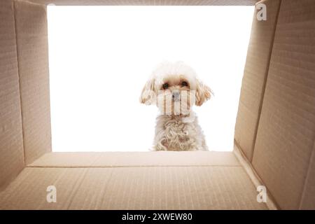 Niedlicher, kleiner maltesischer Hund, reinrassiges Haustier schaut in die Bastelbox mit neugierigem Ausdruck vor weißem Atelierhintergrund. Stockfoto