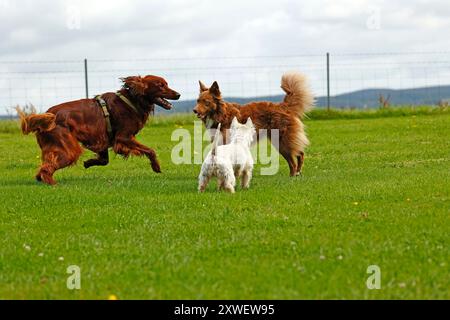 Hunde spielen zusammen und Fotobomben Stockfoto