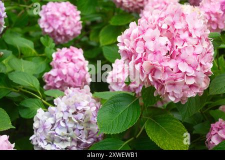 Rosa und lilafarbene Hortensien blühen im Sommer im Park auf einem Busch zwischen den Blättern. Blumenkomposition romantischer Hintergrund. Stockfoto