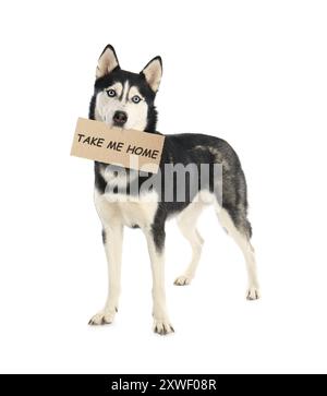 Niedlicher sibirischer Husky-Hund, der Schild hält, Nehmen Sie mich nach Hause auf weißem Hintergrund. Haustier-Adoption Stockfoto