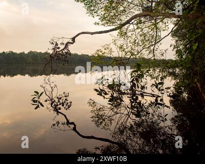 Fantastischer grüner Amazonas-Dschungel über der Jaguar Lagune (Onza Lagune).während der Sonnenaufgangszeit Amazonien. Brasilien. Südamerika Stockfoto