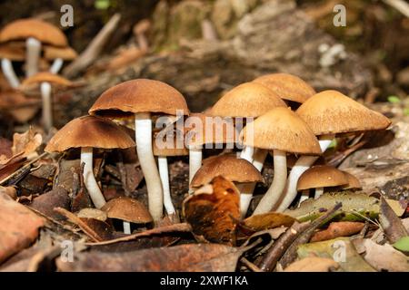 Armillaria mellea, allgemein bekannt als Honigpilz, ist ein essbarer Basidiomyzetenpilz der Gattung Armillaria. Stockfoto