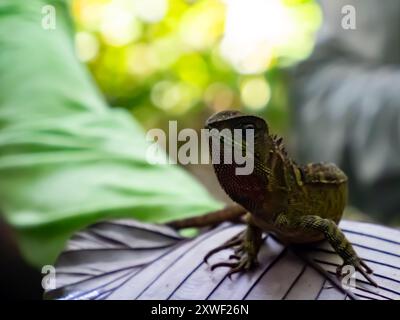 Grüne Eidechse sitzt auf dem Blatt im Amazonas-Regenwald, Amazonien, Pacaya Samiria National Reserve, Peru, Südamerika. Stockfoto