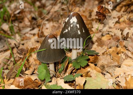 Coprinopsis picacea, auch bekannt als Elsterpilz, Elsterpilz oder Elsterpilz, ist eine Pilzart aus der Familie Psathyrellace Stockfoto