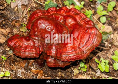 Ganoderma lucidum, auch bekannt als Reishi, lackierter Konk oder Leng Chih, ist eine rot gefärbte Ganoderma-Art Stockfoto