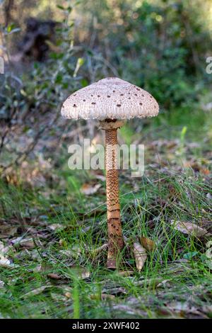 Macrolepiota procera, der Schirmpilz, ist ein Basidiomyzetentpilz mit einem großen, prominenten Fruchtkörper, der einem Schirm ähnelt. Stockfoto