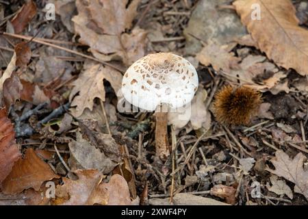 Macrolepiota procera, der Schirmpilz, ist ein Basidiomyzetentpilz mit einem großen, prominenten Fruchtkörper, der einem Schirm ähnelt. Stockfoto