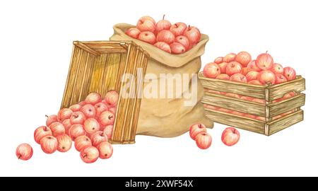 Rote Äpfel in Leinensack und Holzkisten. Ernte. Handgezogener Sackleinen-Beutel und alte Kisten mit frisch geerntetem Getreide und einigen verstreuten Früchten Stockfoto